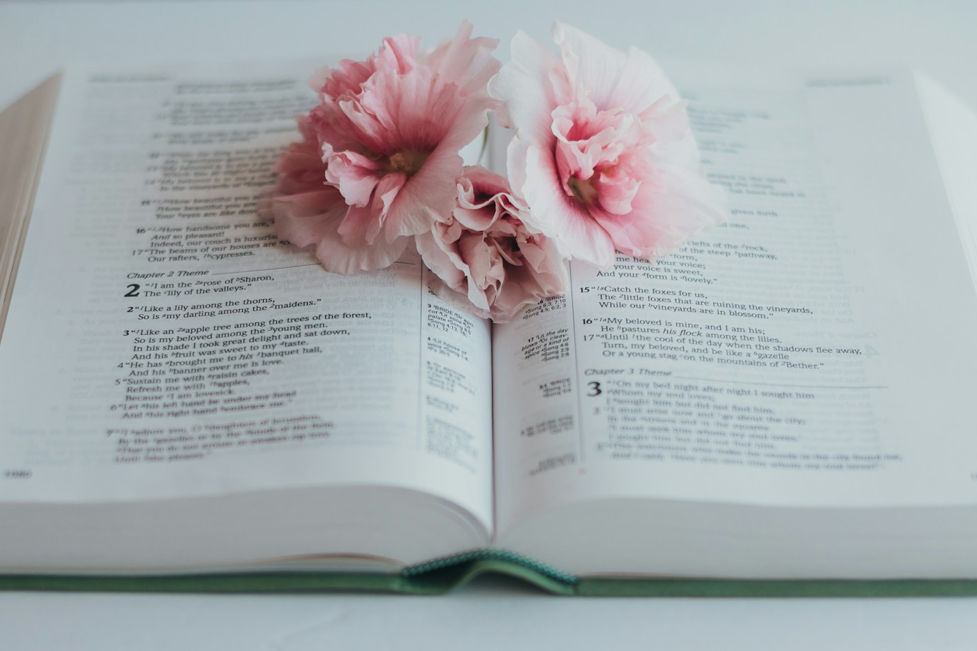 Pink flowers resting on the open pages of a Bible